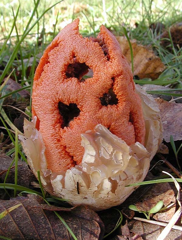 I Miei Funghi (1�)